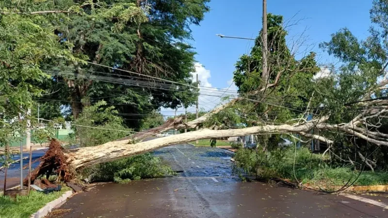 Árvore cai, interdita avenida e deixa moradores no escuro em Campo Grande
