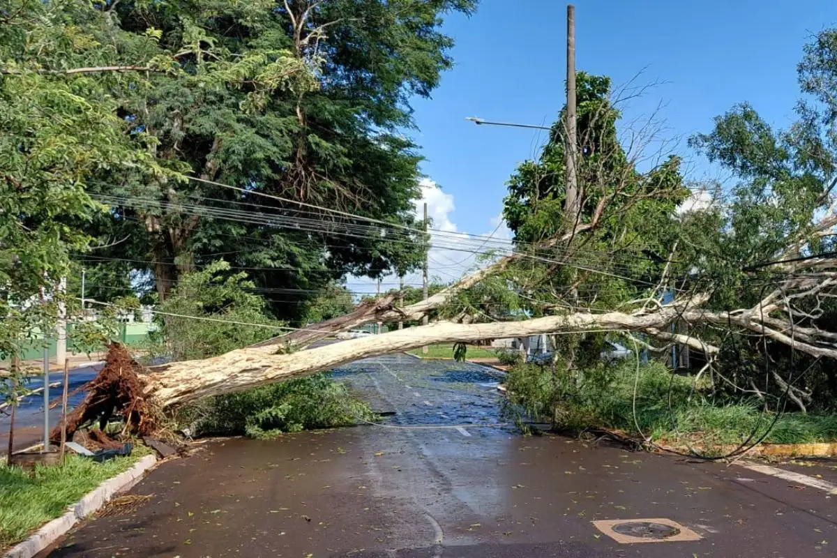 Árvore cai, interdita avenida e deixa moradores no escuro em Campo Grande