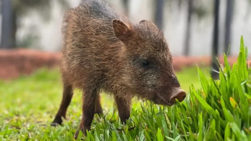 Nova moradora chega ao Bioparque Pantanal após resgate emocionante do CRAS!
