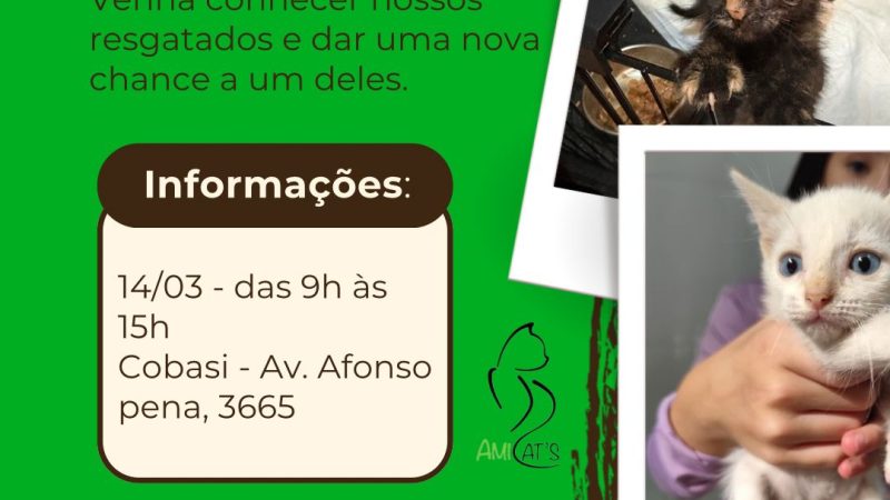Campo Grande-Ms: Filhotes de gatos resgatados esperam por um lar cheio de amor em feira de adoção neste sábado (14)