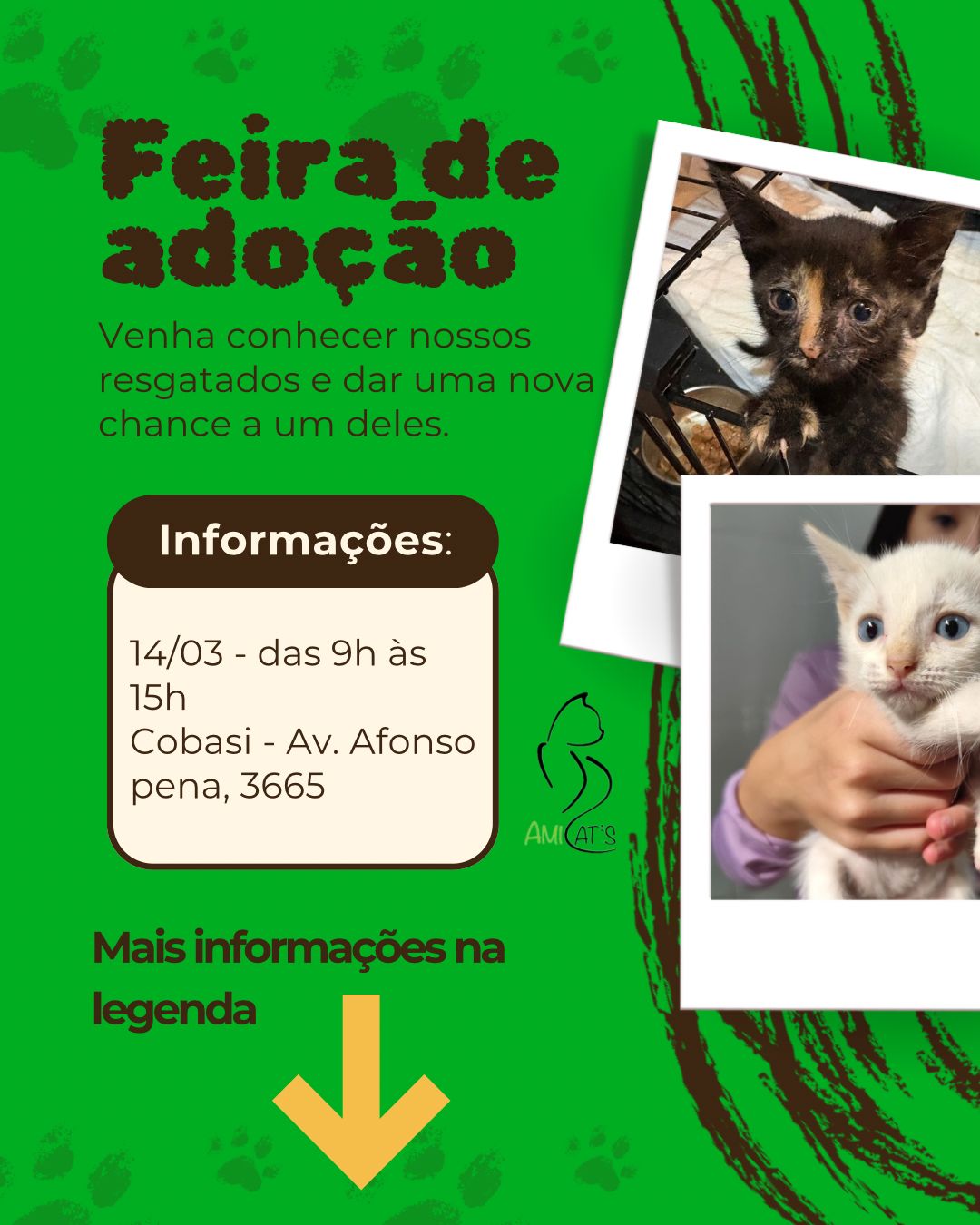 Campo Grande-Ms: Filhotes de gatos resgatados esperam por um lar cheio de amor em feira de adoção neste sábado (14)