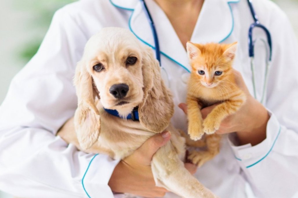 ALEMS aprova campanhas de conscientização para saúde de cães e gatos