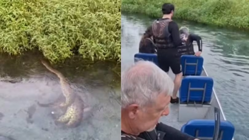 Cena rara: Sucuri gigante captura porco-do-mato em rio de águas cristalinas de Bonito-ms