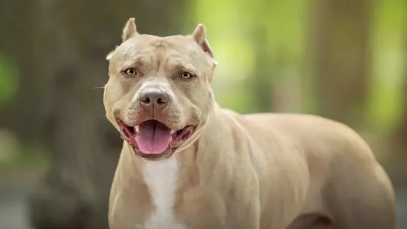Empregada doméstica escapa de ataque de pitbulls e denuncia tutor em Dourados