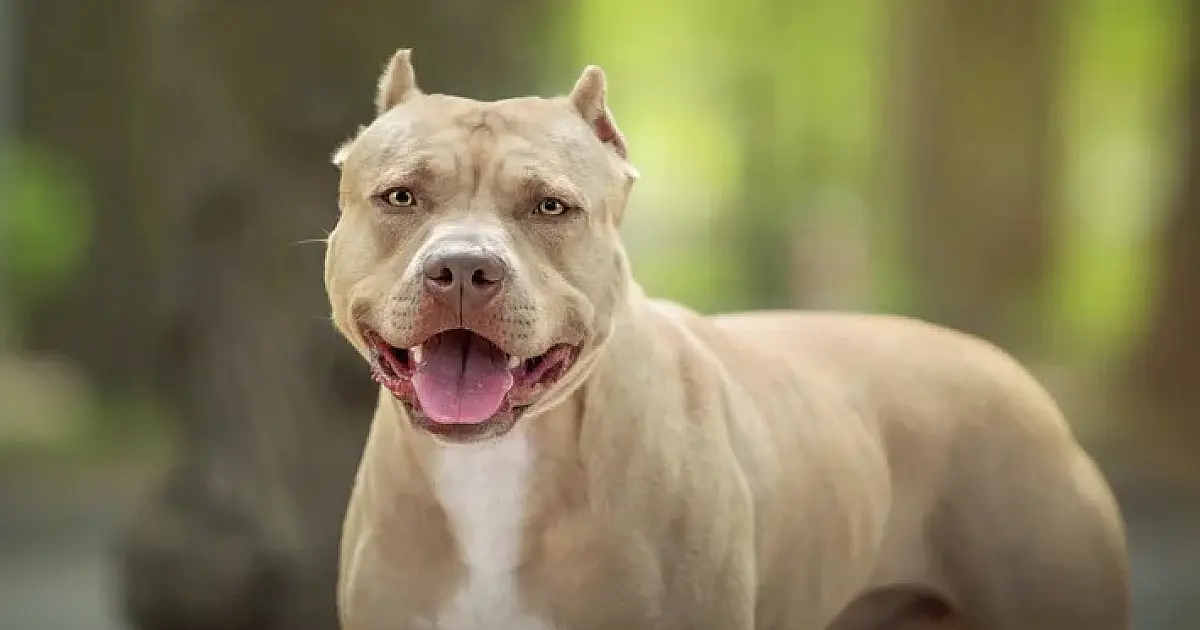 Empregada doméstica escapa de ataque de pitbulls e denuncia tutor em Dourados